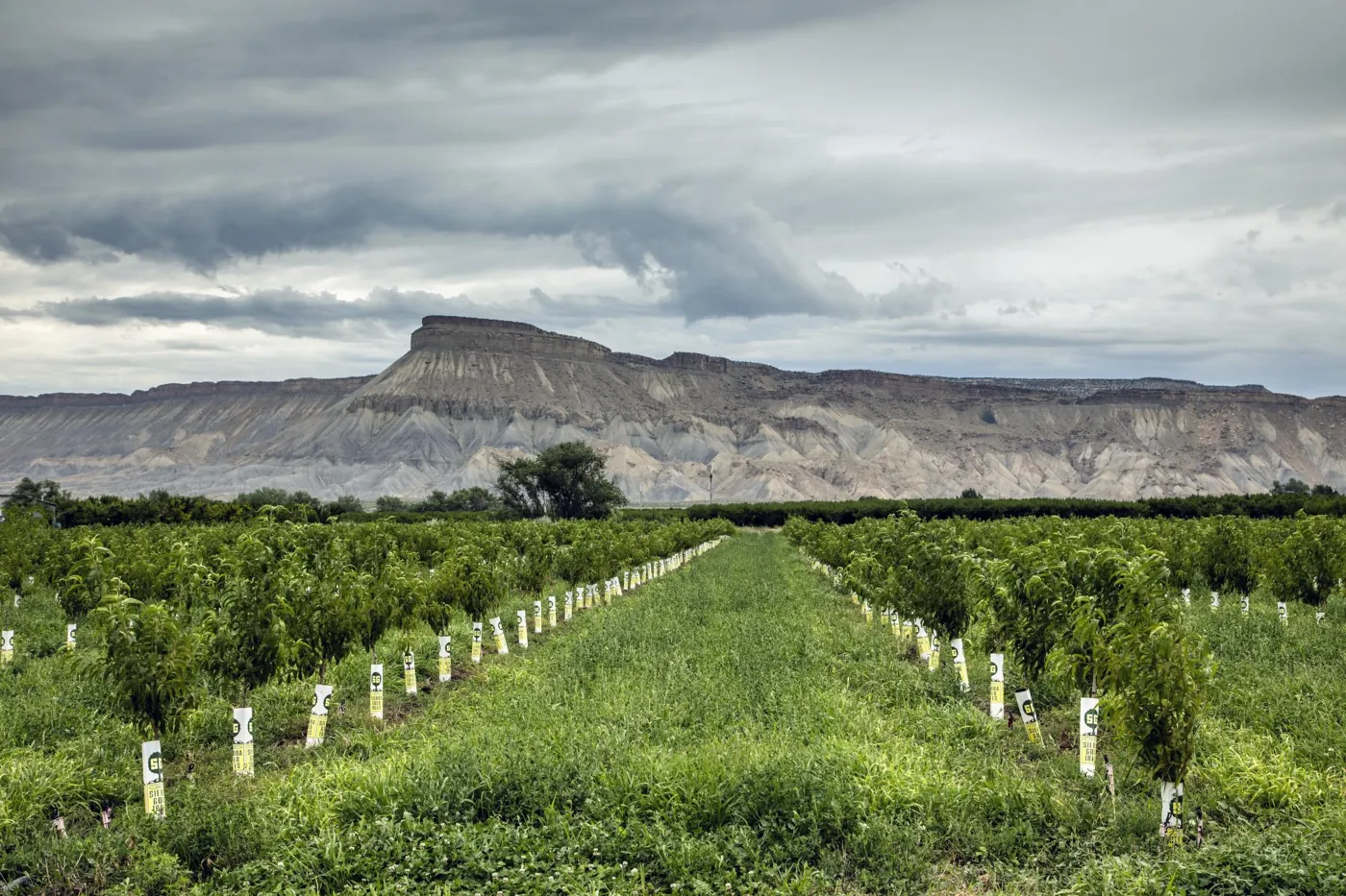 Rows of young peach trees in a Palisade orchard beneath a cloud-filled sky